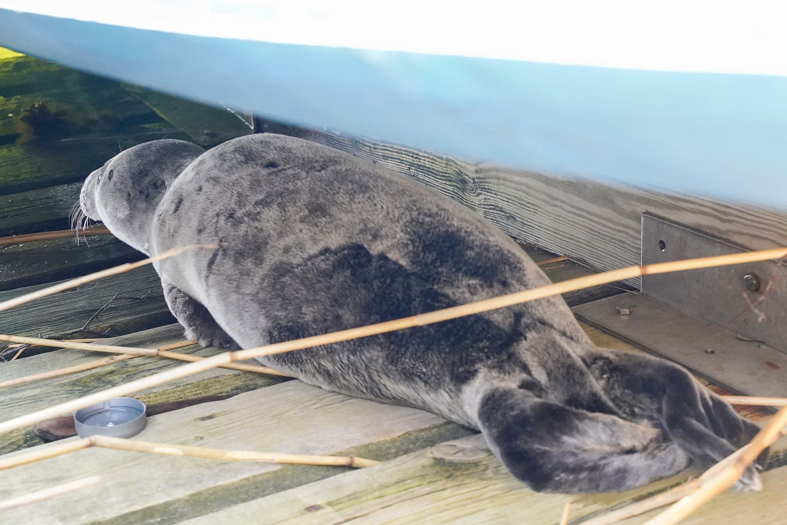 ÅSS fick säl(l)synt besök-välkommen skicka in dina vårtecken