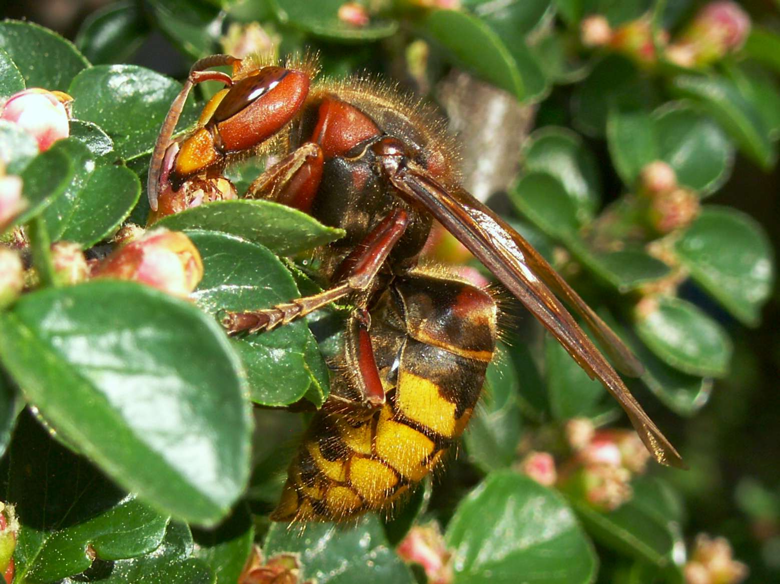 Extra mycket bålgetingar i år