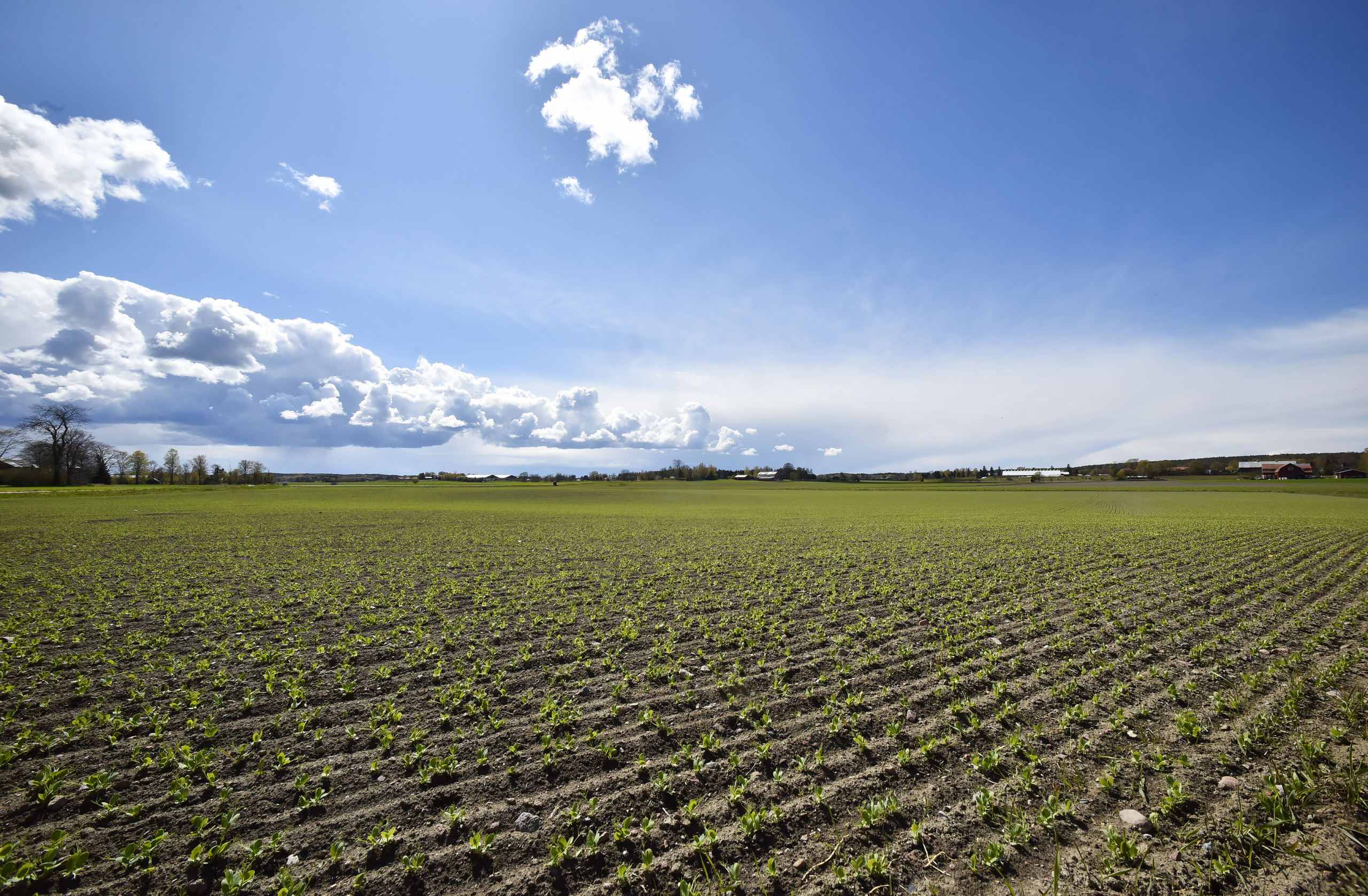 Baljväxter erbjuder alternativ till dyrt konstgödsel