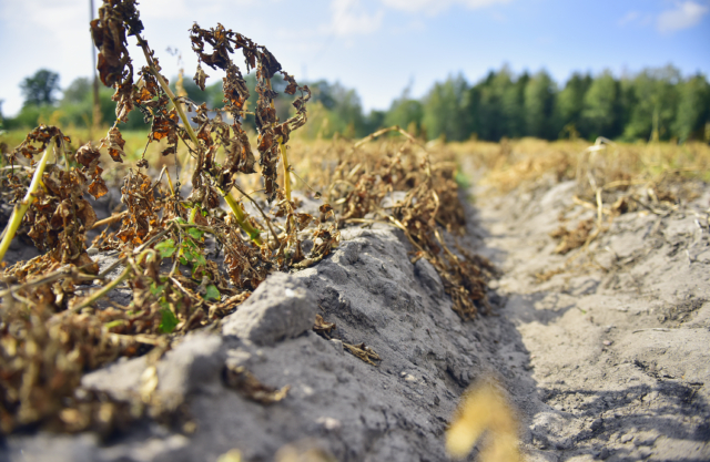 Fortsatt torka stort hot mot lantbruket