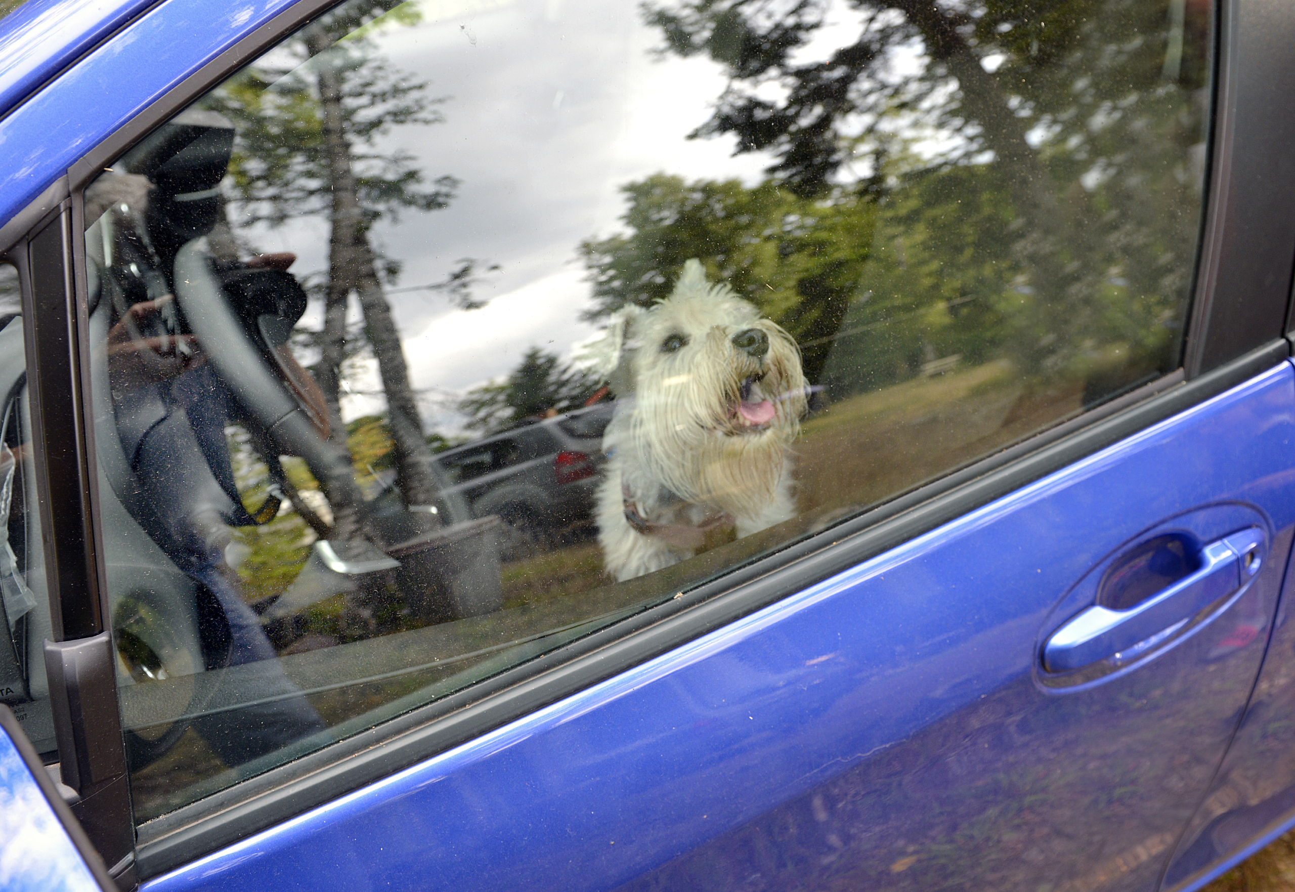 Vad göra om man ser en instängd hund?