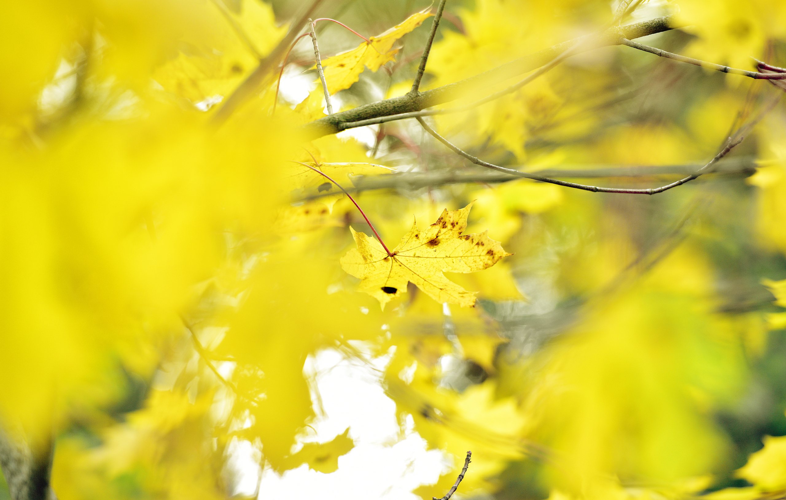 Lördagen blir varm som en vårdag: 13 grader och klar sol