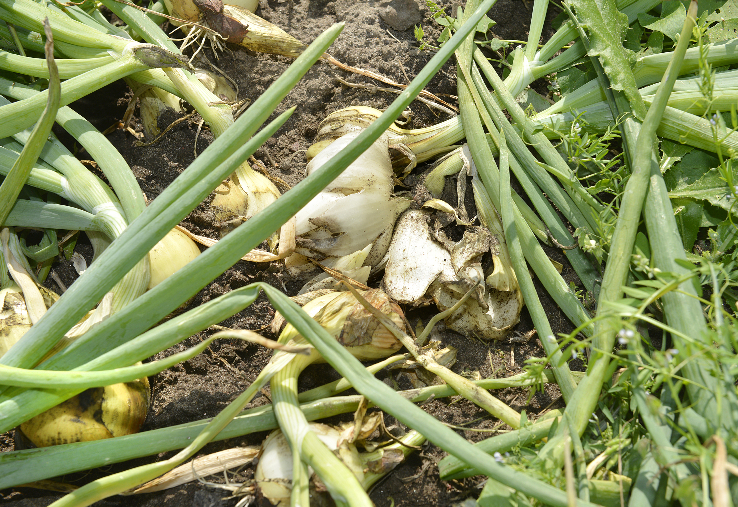 Förstörd lök i rätten igen