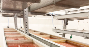 Odling pågår i Fifax igen – rommen anlände i tisdags