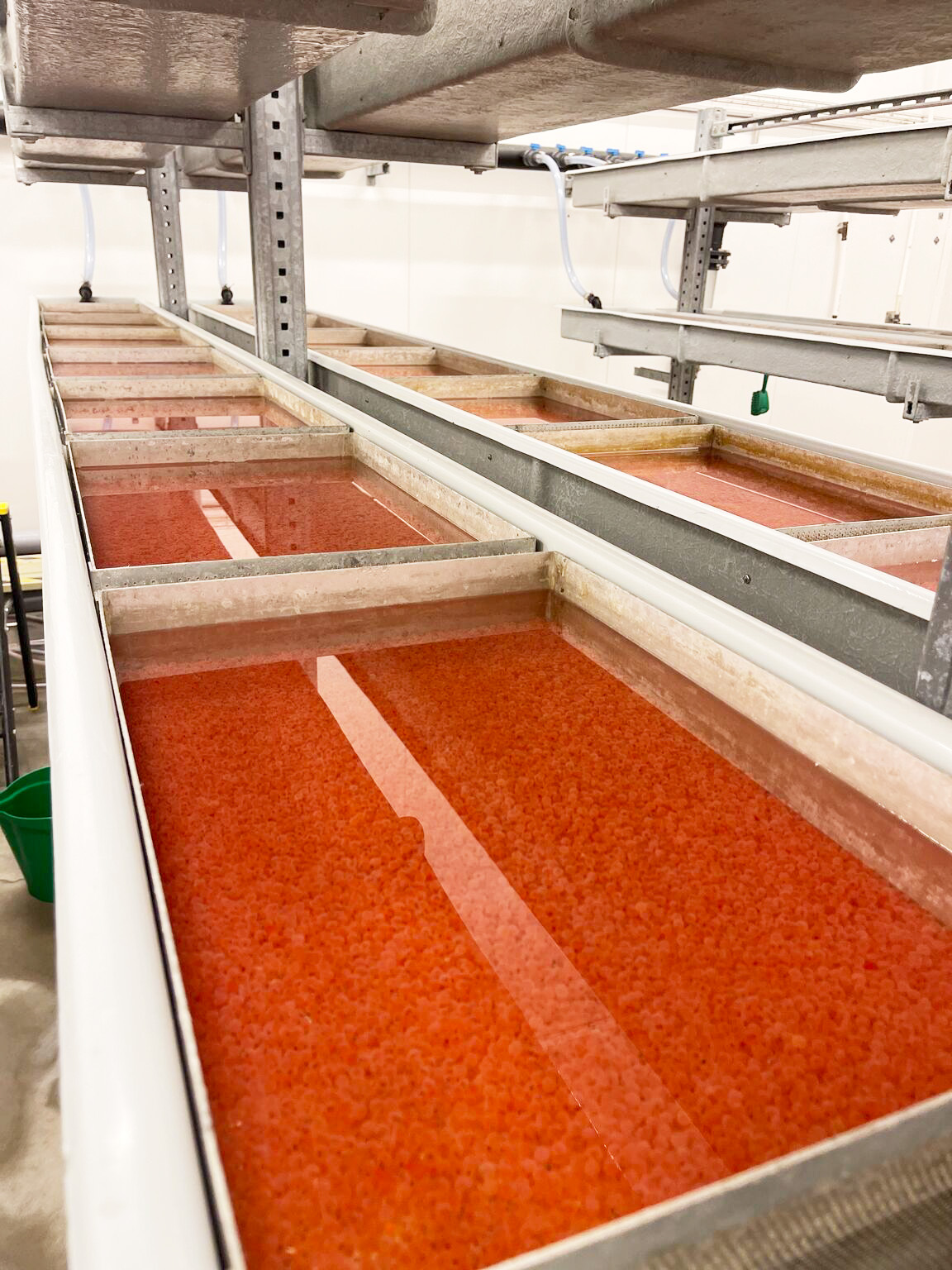 Odling pågår i Fifax igen – rommen anlände i tisdags