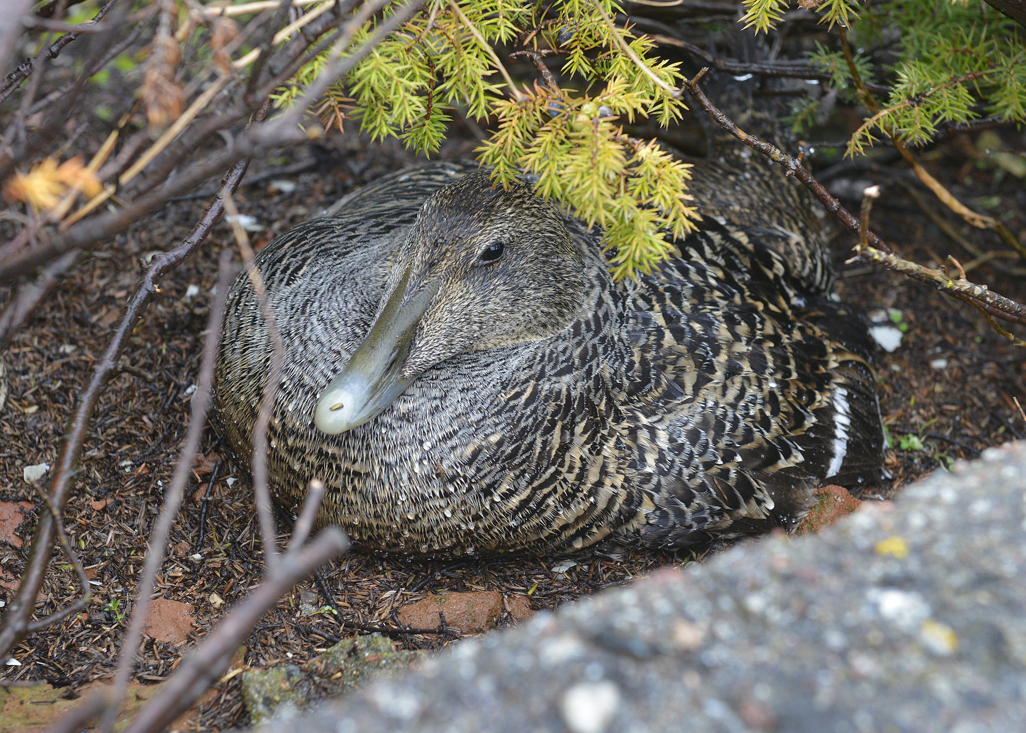 ”Det bästa vore om vi inte behöver skjuta några örnar alls”