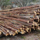 "Gässel" Granslanor
