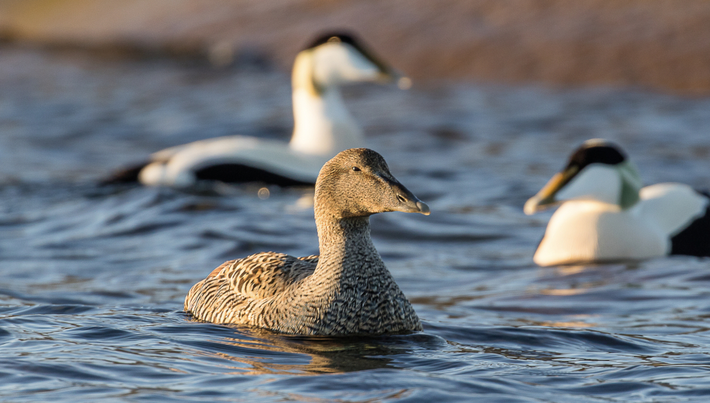 New confirmed cases of avian influenza – Contact authorities immediately if dead birds are found