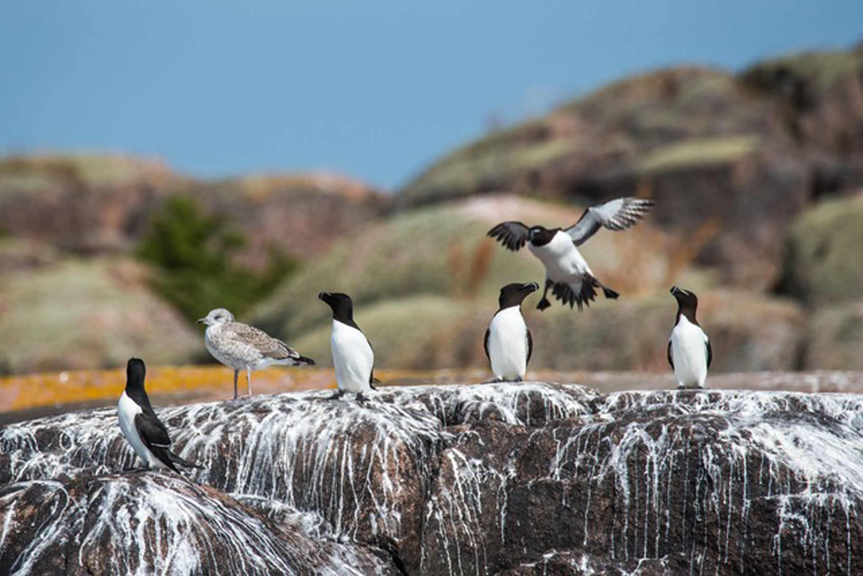 Tordmule död i fågelinfluensa