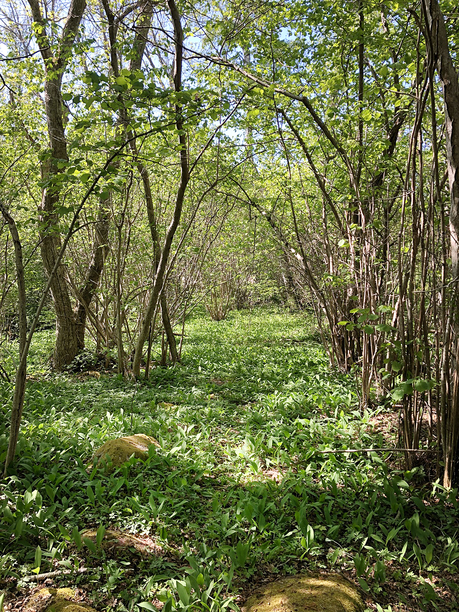 Varubodens planer på Möckelö hotar omistliga naturvärden – hur agerar våra politiker?