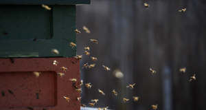 Yngelröta på biodling spreds inte