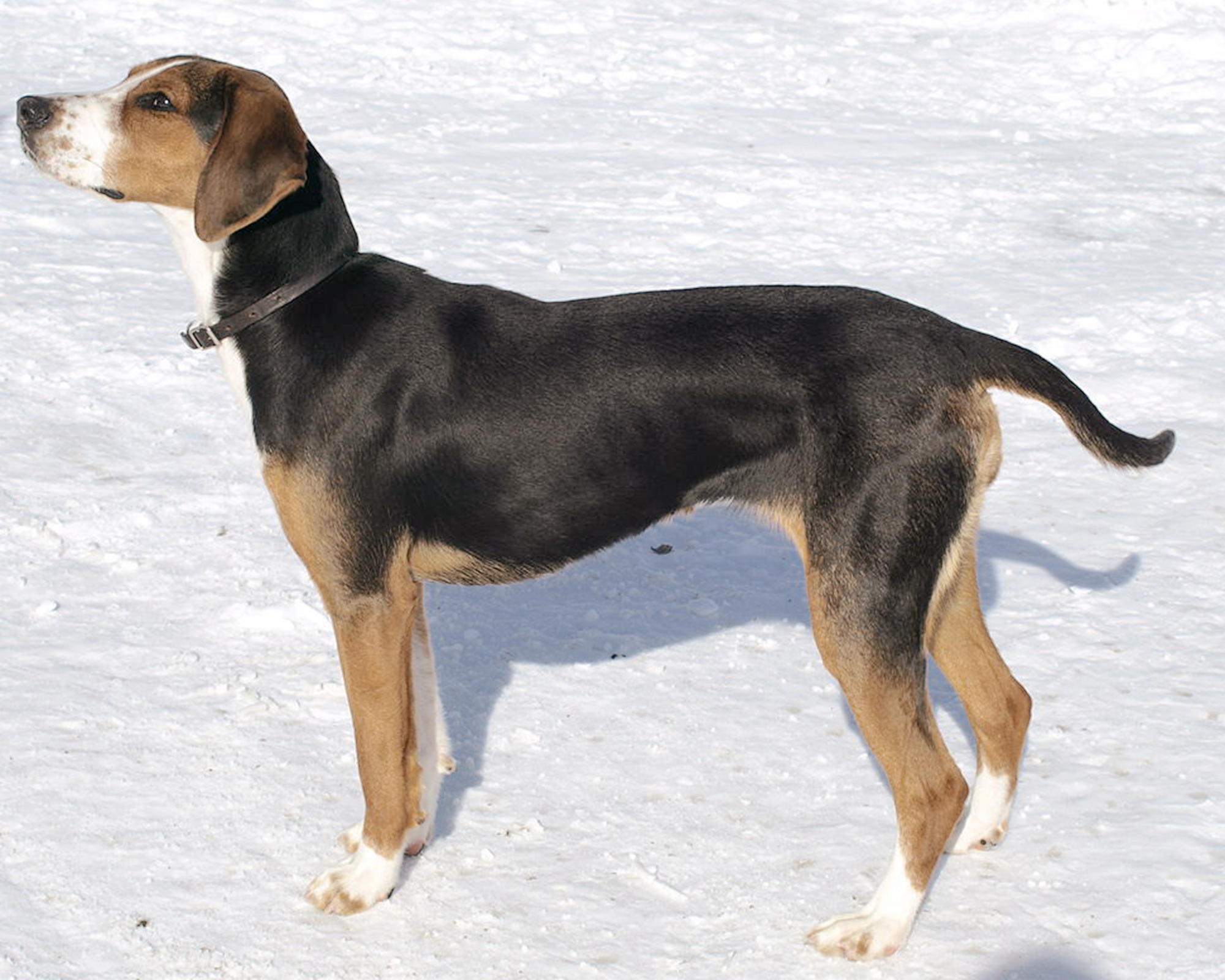 Trenden med coronahundar avtar – färre hundar registrerades 2023