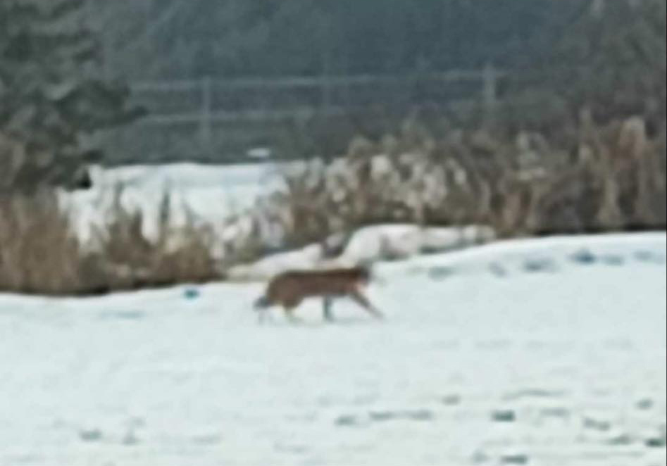 Fem iakttagelser av lodjur under hösten