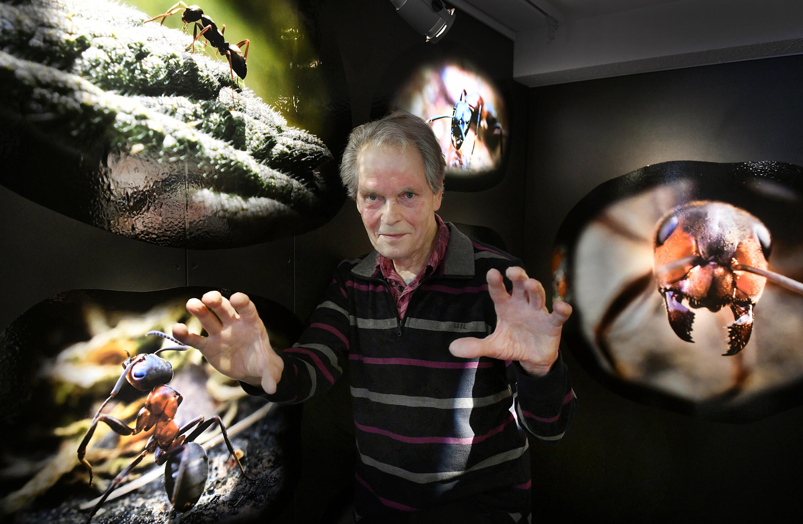 Fotoutställning ger inblick i myrornas värld