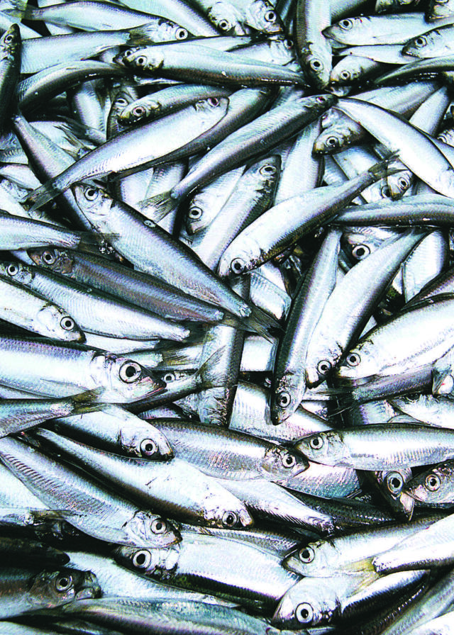 INSÄNDARE: Bra att Åland tar ställning för öppenhet i fiskeripolitiken