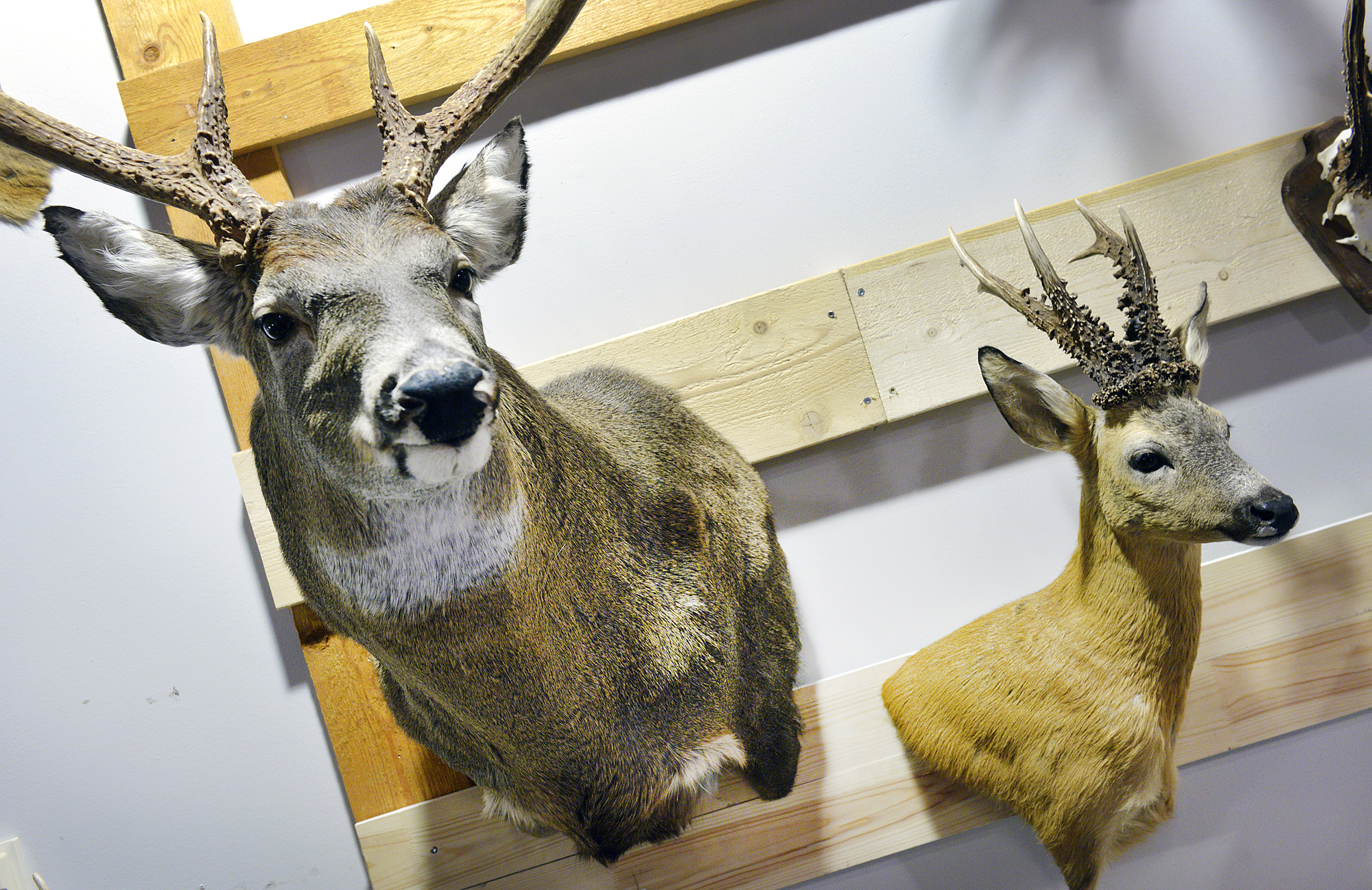 Förslag: Vitsvans ska jagas som rådjur