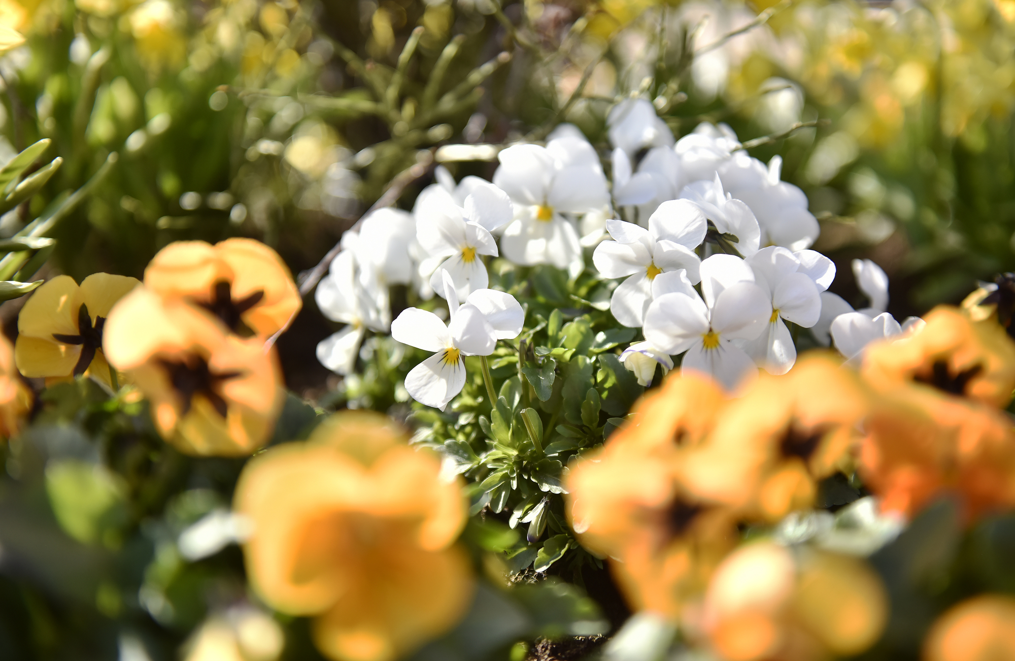Växtimportens göra och icke-göra