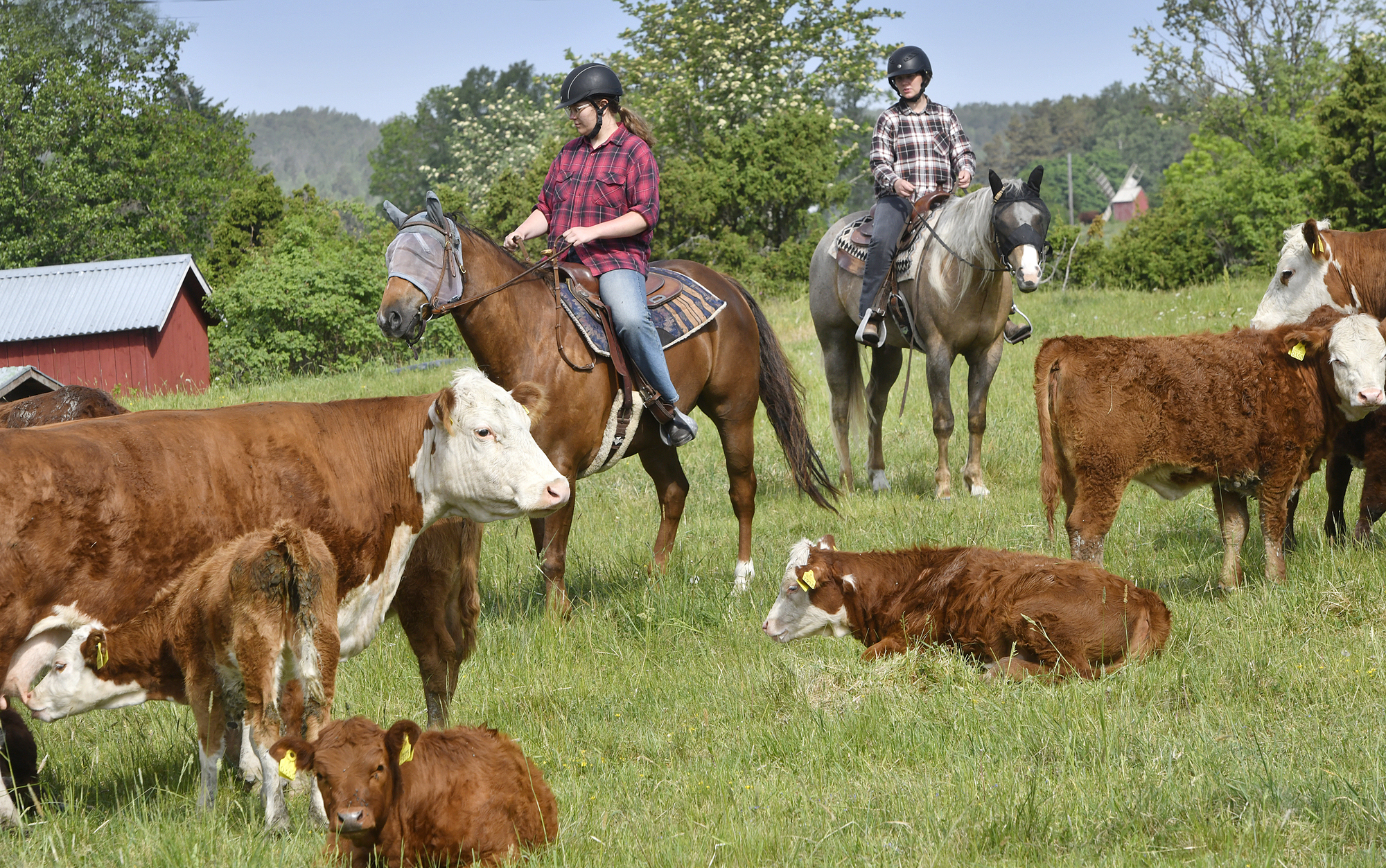 Koflickor lärde sig valla på hästrygg – unik kurs hölls på Åland