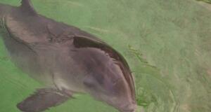 Östersjötumlarna kartläggs – ”Viktigt att allmänheten skickar in observationer”