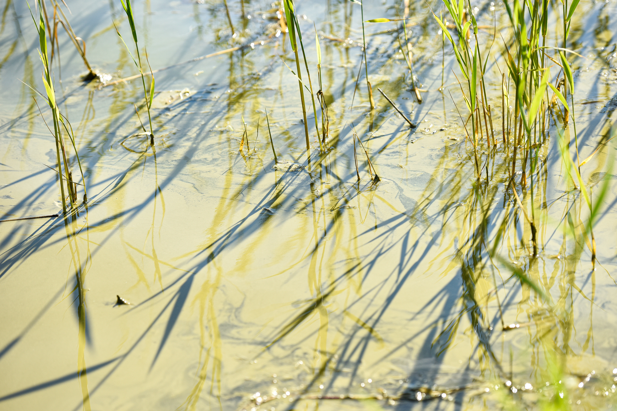 Östersjön är värd att satsa på