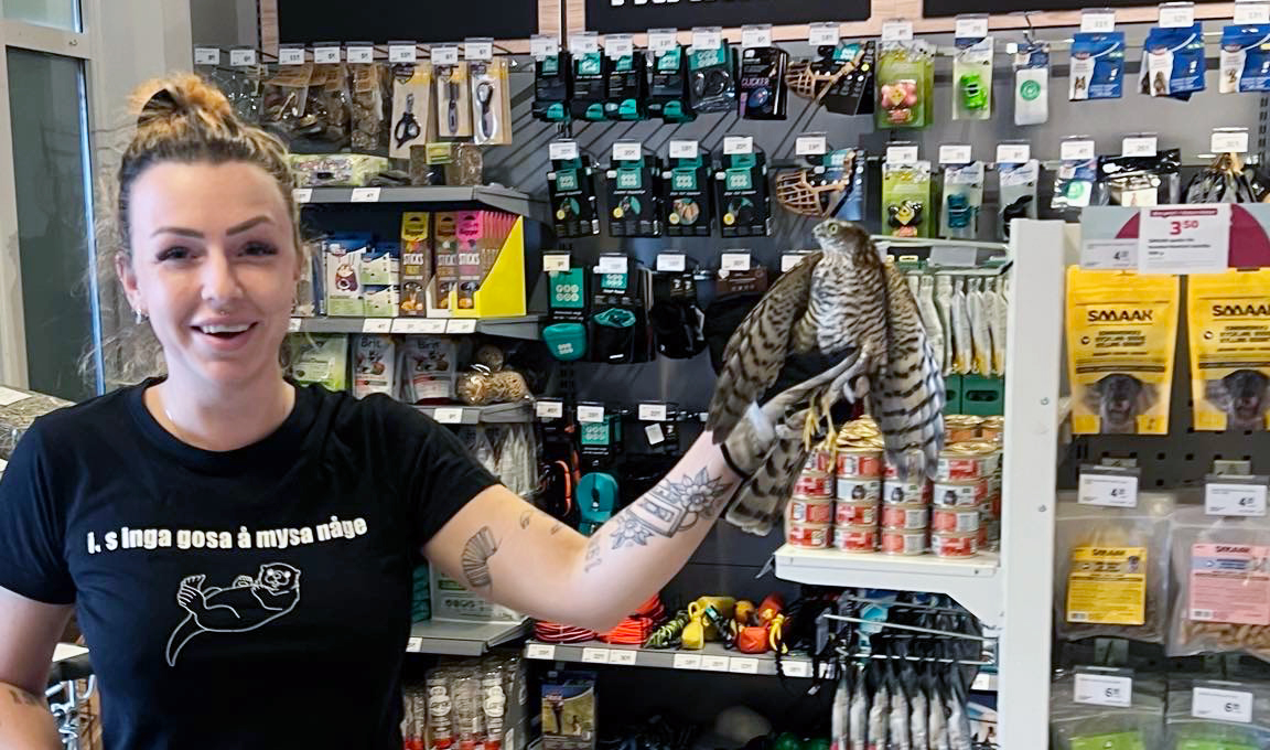 Djuraffär fick oväntat besök – sparvhök flög in i butiken