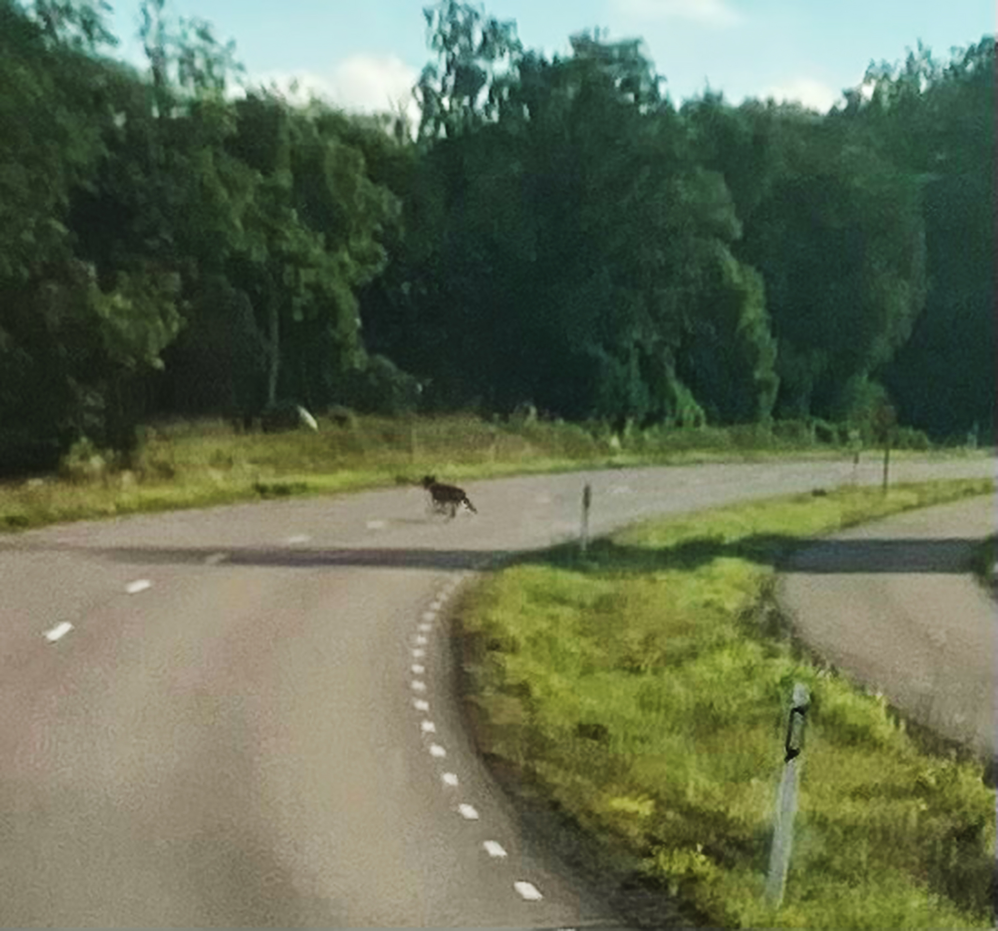 Ingen aktiv skyddsjakt på varg trots nya observationer