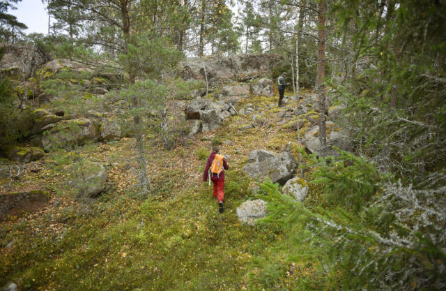 Bland döda träd och lavar frodas naturens mångfald