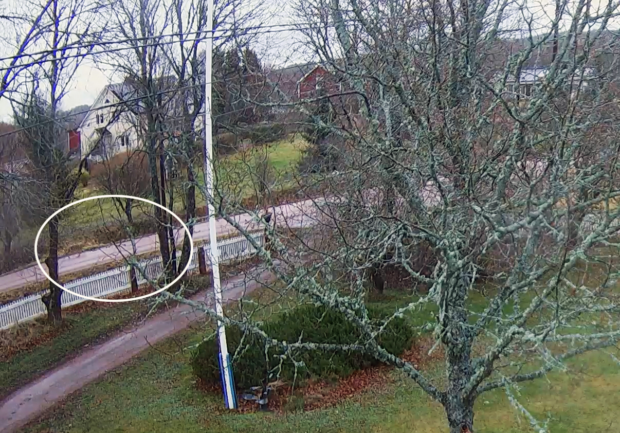 En varg till bekräftad – se filmen när den springer i Tjudö