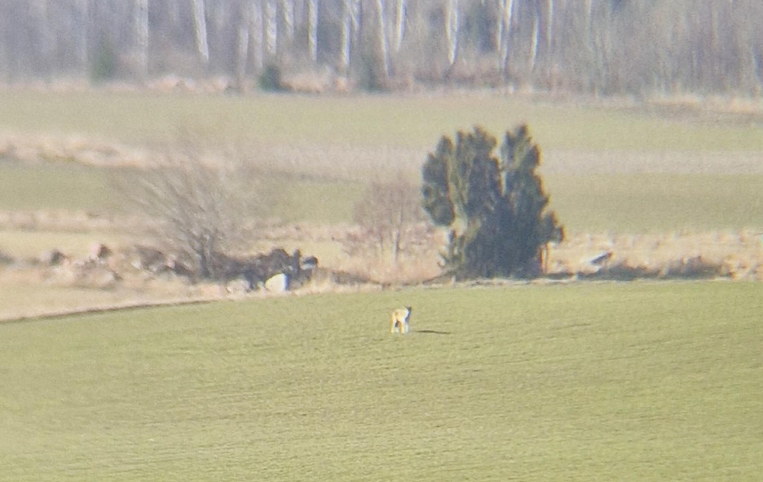 Varg ska ha skymtats i Saltvik