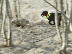 Stort intresse för motioner om Åland 1 och mårdhundsjakt