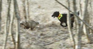 Stort intresse för motioner om Åland 1 och mårdhundsjakt