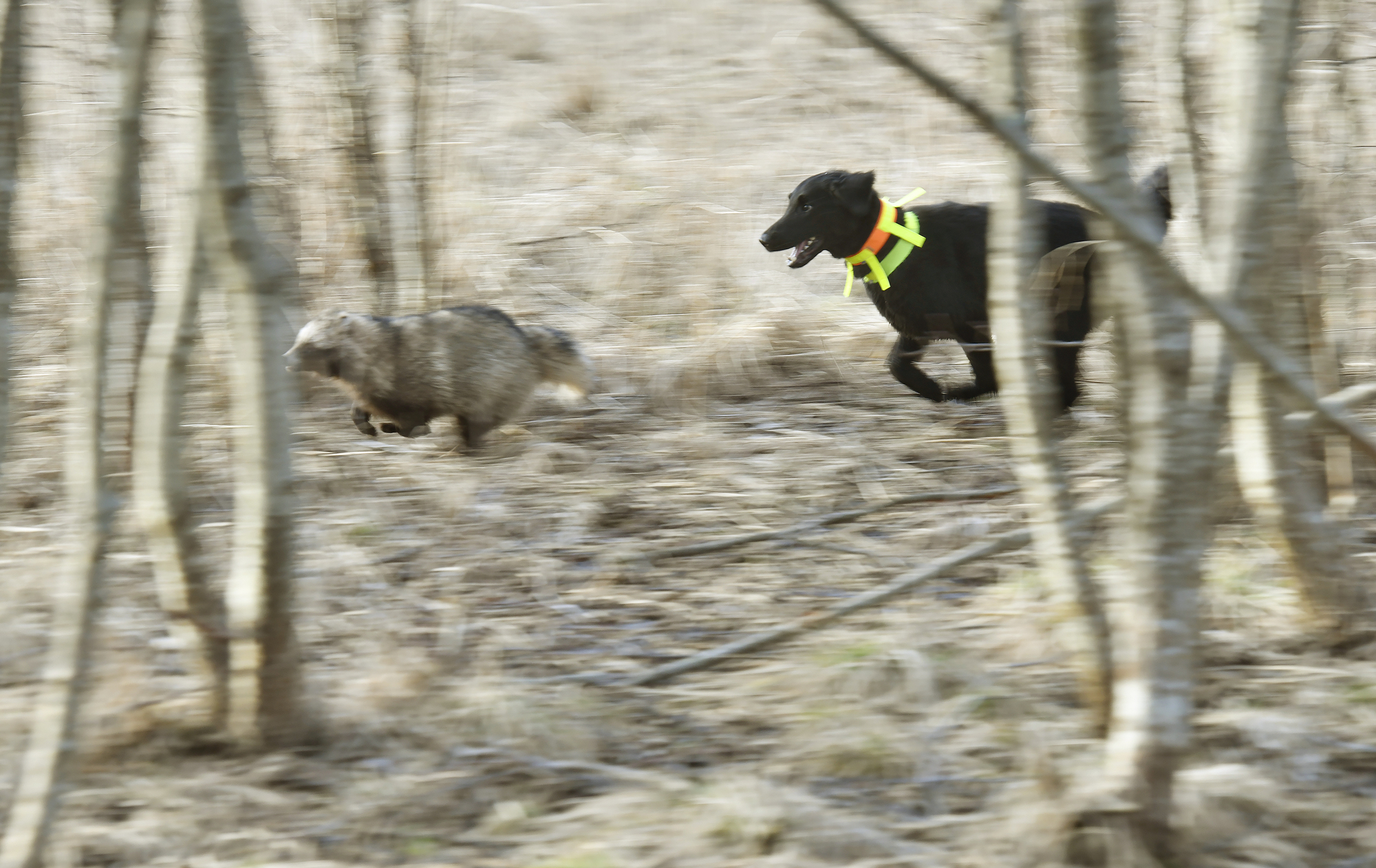 Stort intresse för motioner om Åland 1 och mårdhundsjakt