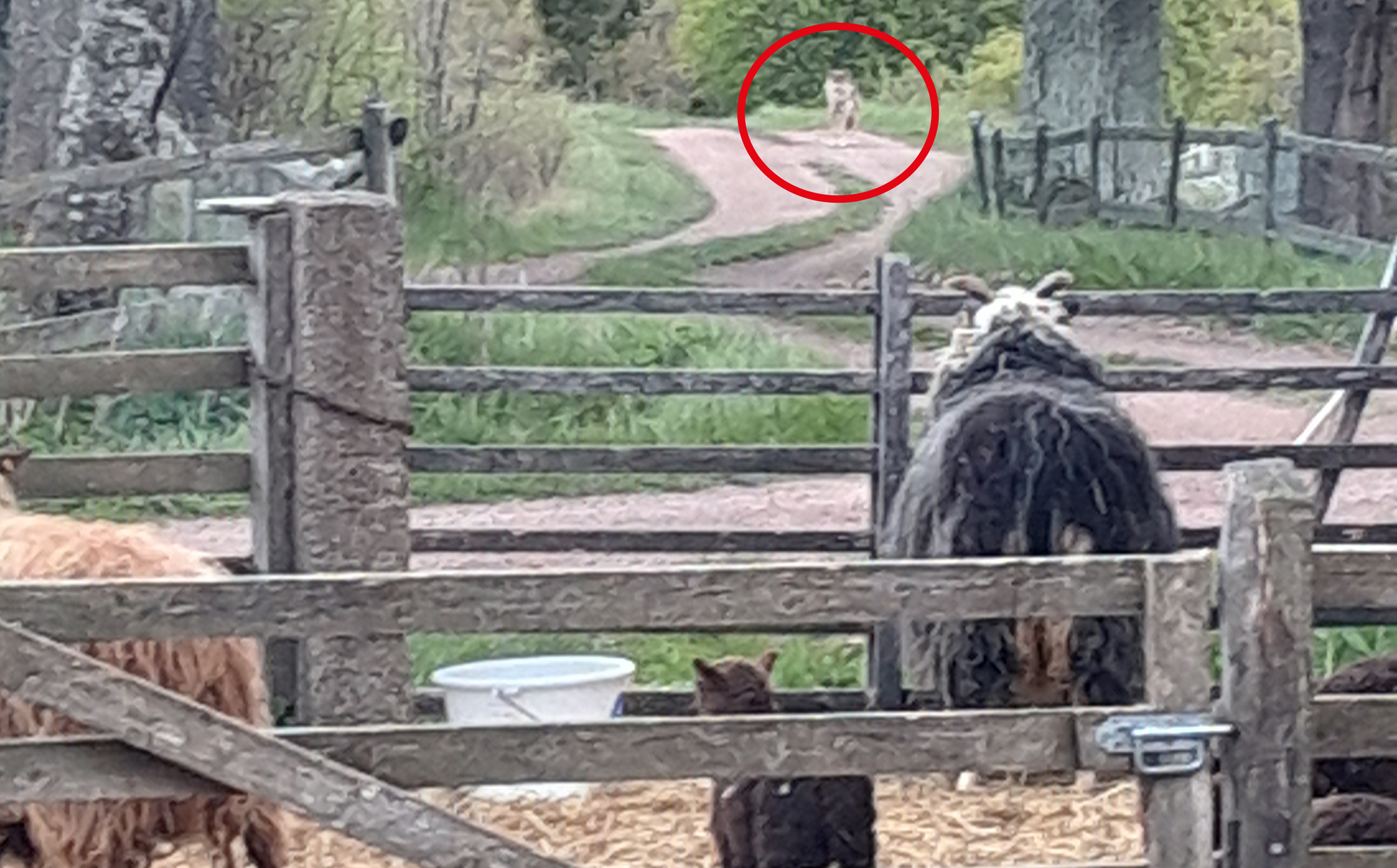 Anton såg vargen gå mot sina får