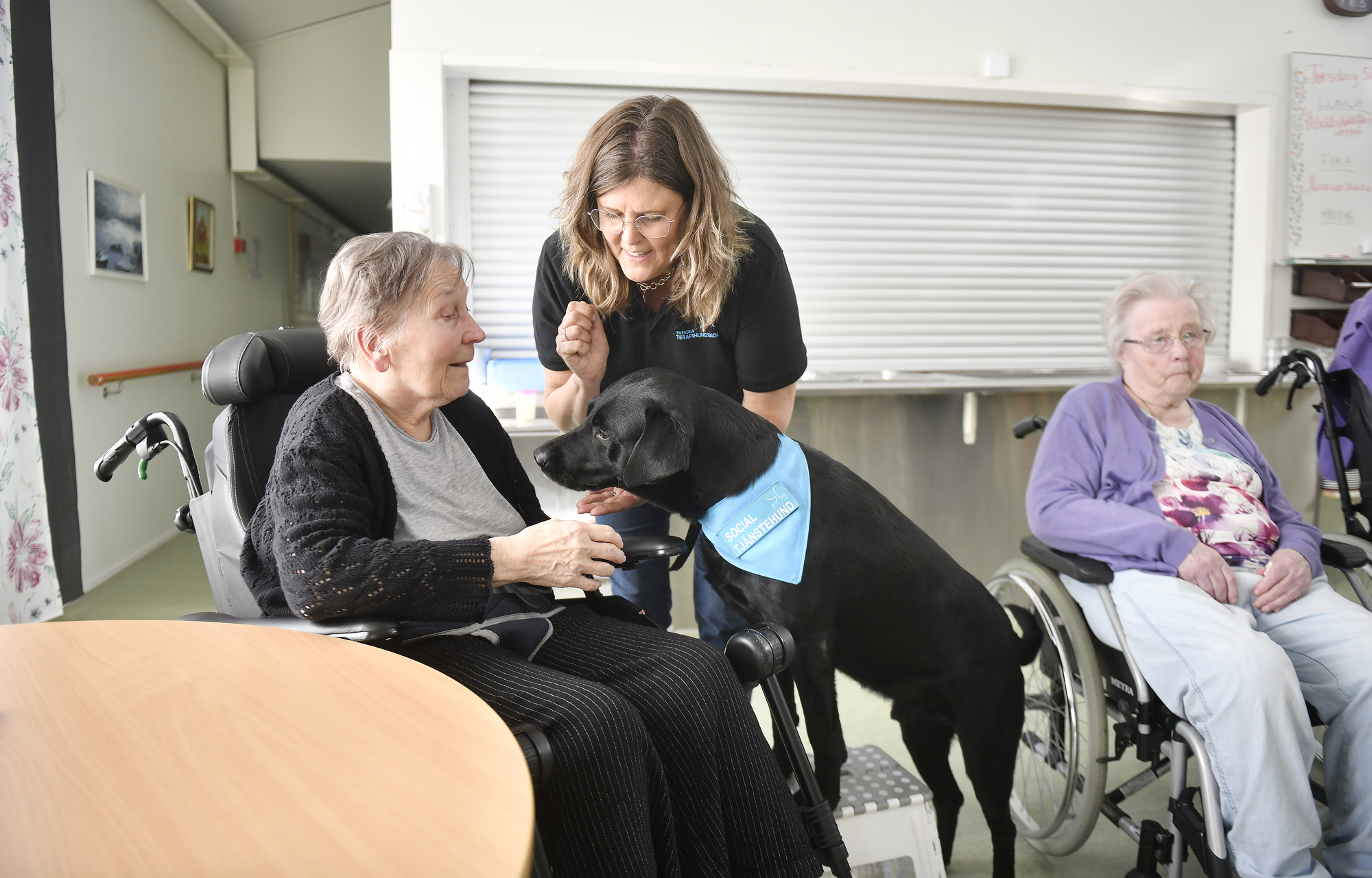 Labradoren Per-Allan höjer stämningen på äldreboenden