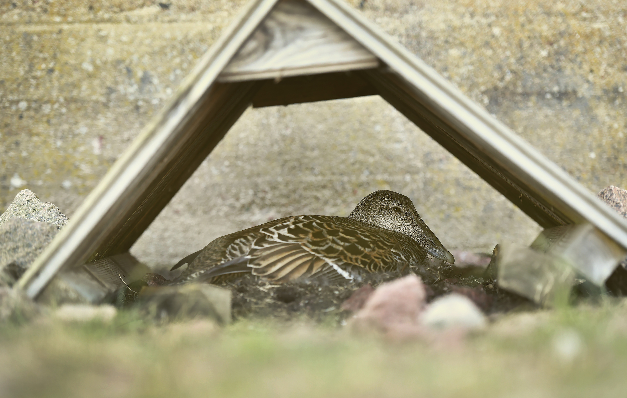 Ådvaktarsäsongen har kommit till ett slut: ”Örnarna och kråkorna har varit ivrigare i år”