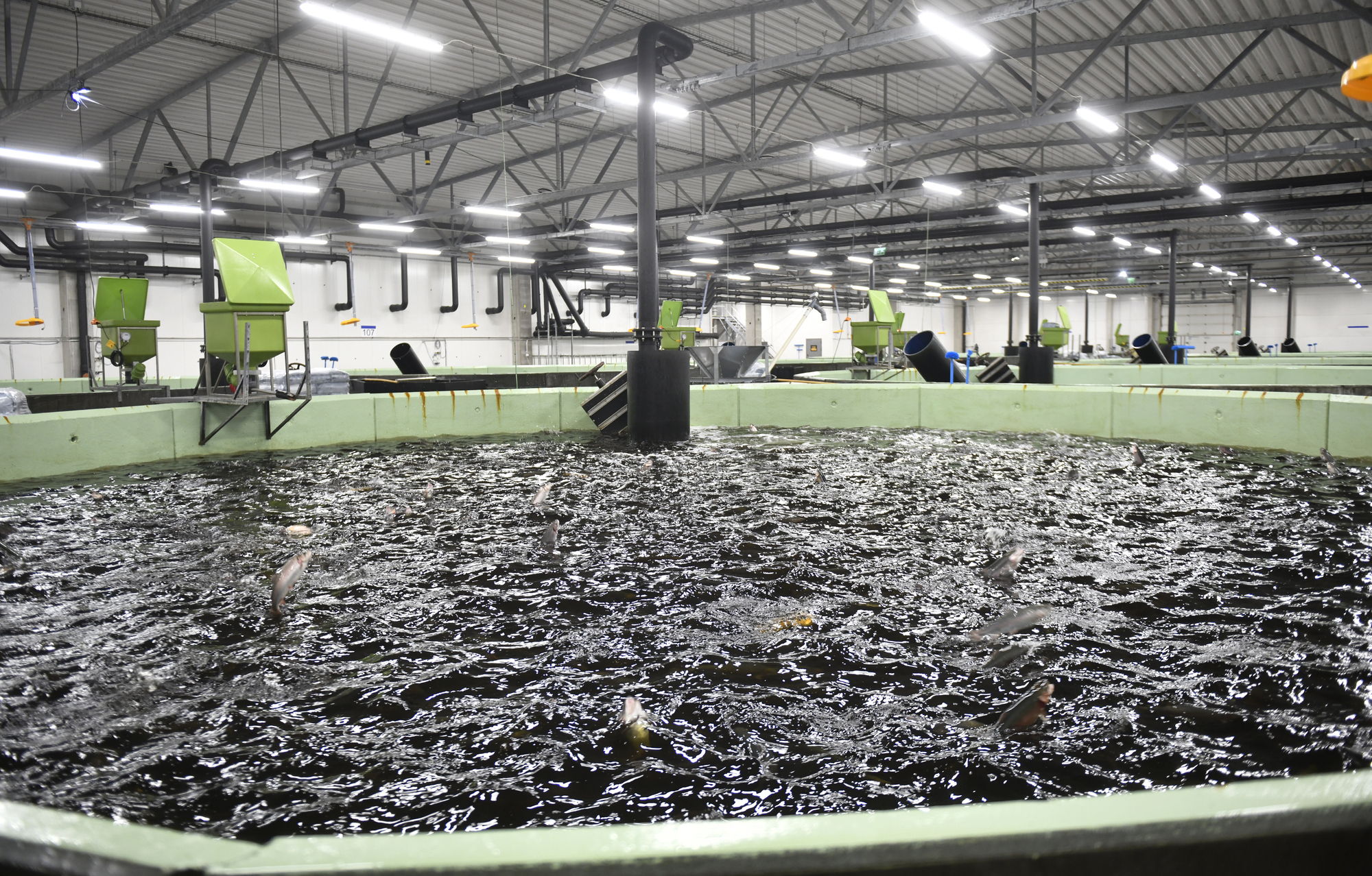 Fifax konkursbo släpper ansvaret för fisken