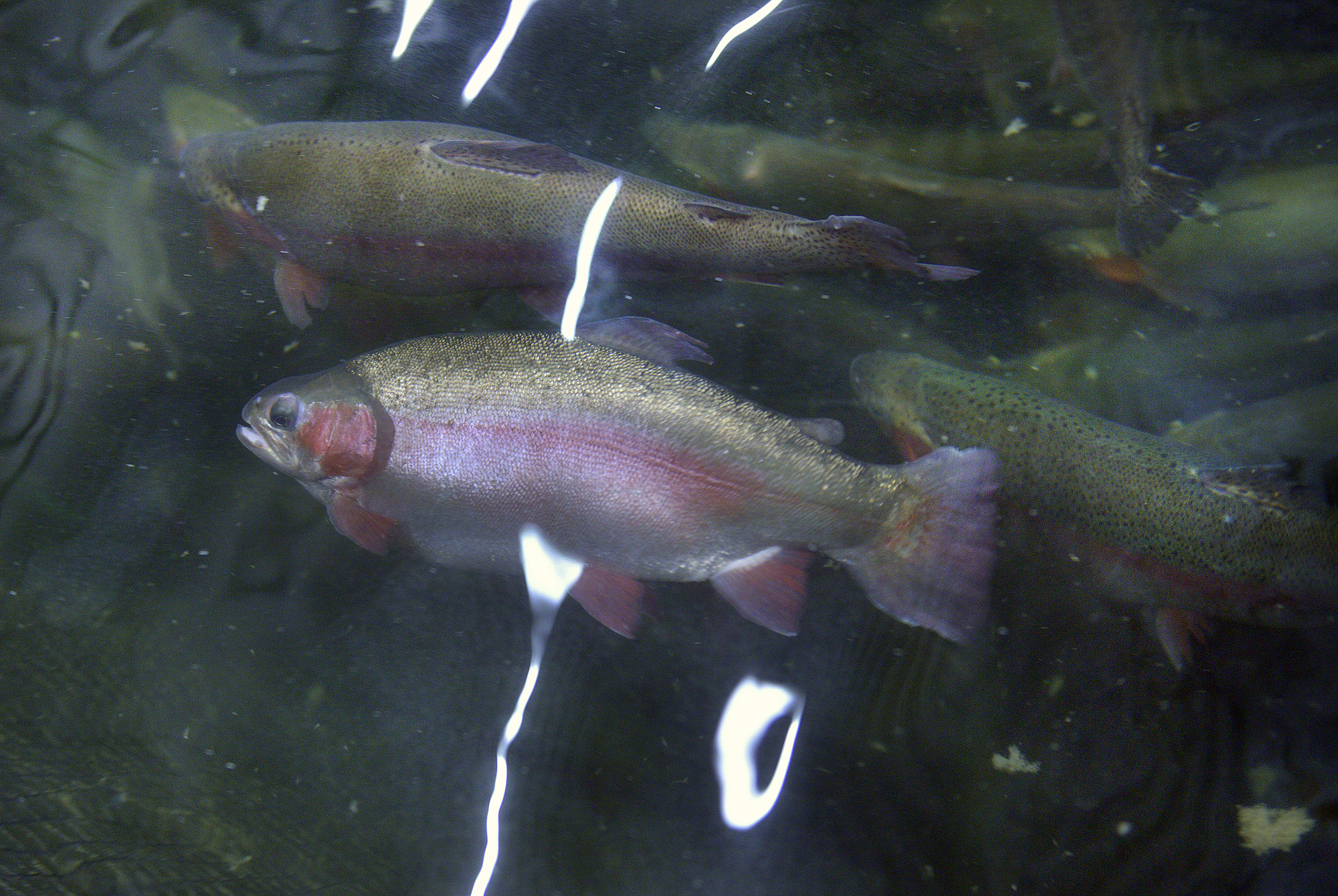 ÅMHM:s fiskslakt kostade 80 000 – får tillbaka pengarna