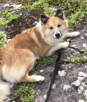 Veterinär-Henriks valpskola: Mellan valp och vuxen – när unghunden växer upp