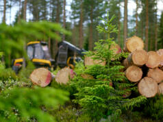 Skogsjätten inför virkespris efter markens bärighet