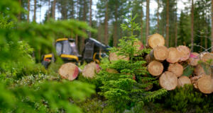 Skogsjätten inför virkespris efter markens bärighet