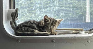 Fartygsbesättning räddade kattunge från att drunkna