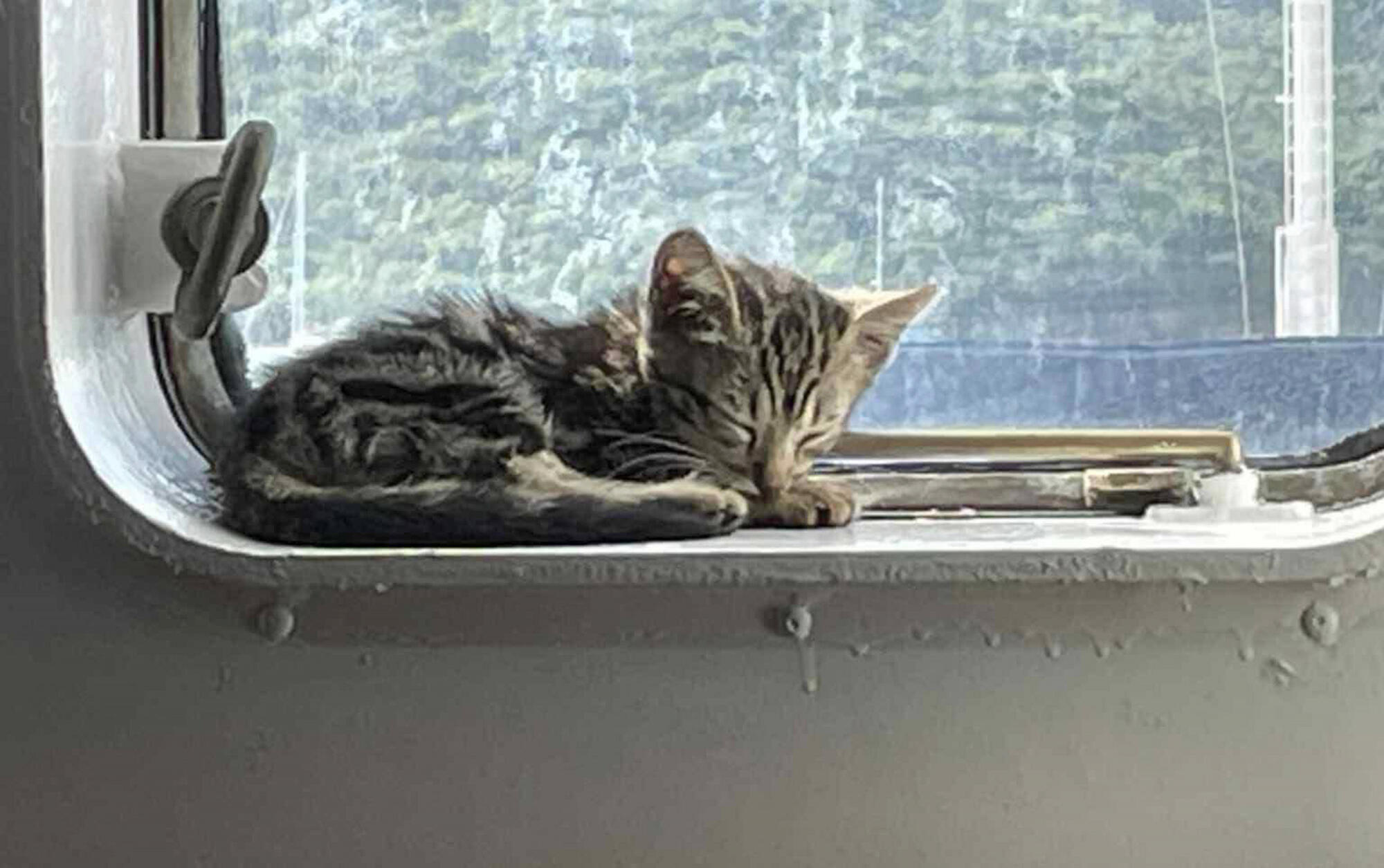 Fartygsbesättning räddade kattunge från att drunkna