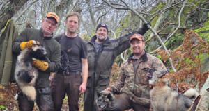 Judasmårdhund är lös på västra Kökar