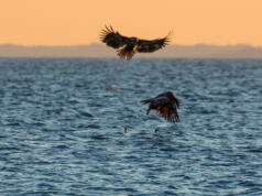 Årets havsörnskartläggning: 128 bebodda revir och fler levande ungar