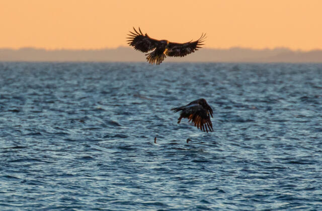 Årets havsörnskartläggning: 128 bebodda revir och fler levande ungar