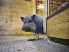 Maskotgrisen Leiff har dött