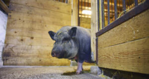 Maskotgrisen Leiff har dött