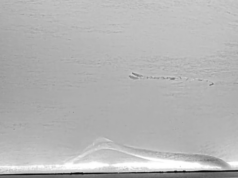 Flodnejonöga fångad på film