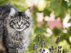 Fråga forskaren: Varför engagerar katter så?