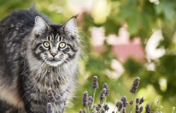 Fråga forskaren: Varför engagerar katter så?